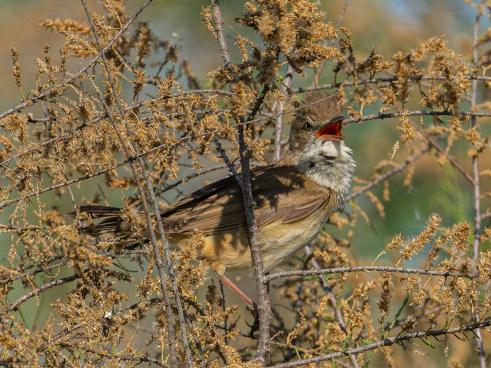 Les oiseaux de la réserve, anatidés, passereaux et rapaces.